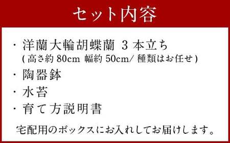 【森水木のラン屋さん】大輪胡蝶蘭 3本立ち ギフト 洋ラン 贈り物 フラワーギフト