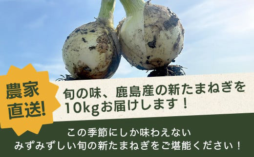 先行受付【生産者直送】鹿島産 新たまねぎ 約10kg サイズ混合 |【2027年4月中旬頃～出荷予定】AA-17