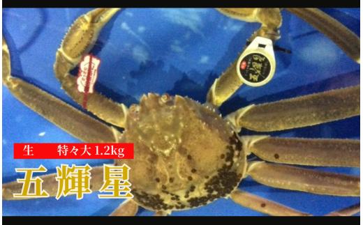 172-2．五輝星（いつきぼし）生松葉ガニ（特々大1.2kg）数量限定品【魚倉】