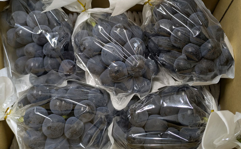 ナガノパープル約2kg(4～5房) ぶどう 葡萄 種なし 果物 上田市