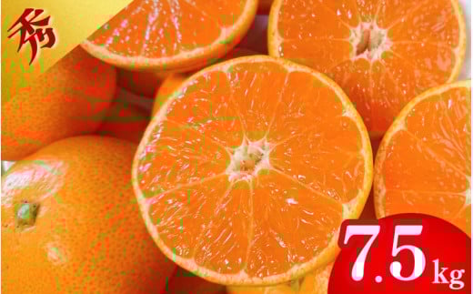 【先行予約】薄皮で濃い甘さ！完熟由良みかん【秀】7.5kg×1箱（混サイズ）和歌山県由良産※2025年11月下旬頃から順次発送予定(お届け日指定不可) / 柑橘 ミカン 蜜柑 甘い 由良町 フルーツ 果物 くだもの 食品 人気 おすすめ 産地直送 由良町【ktym009】