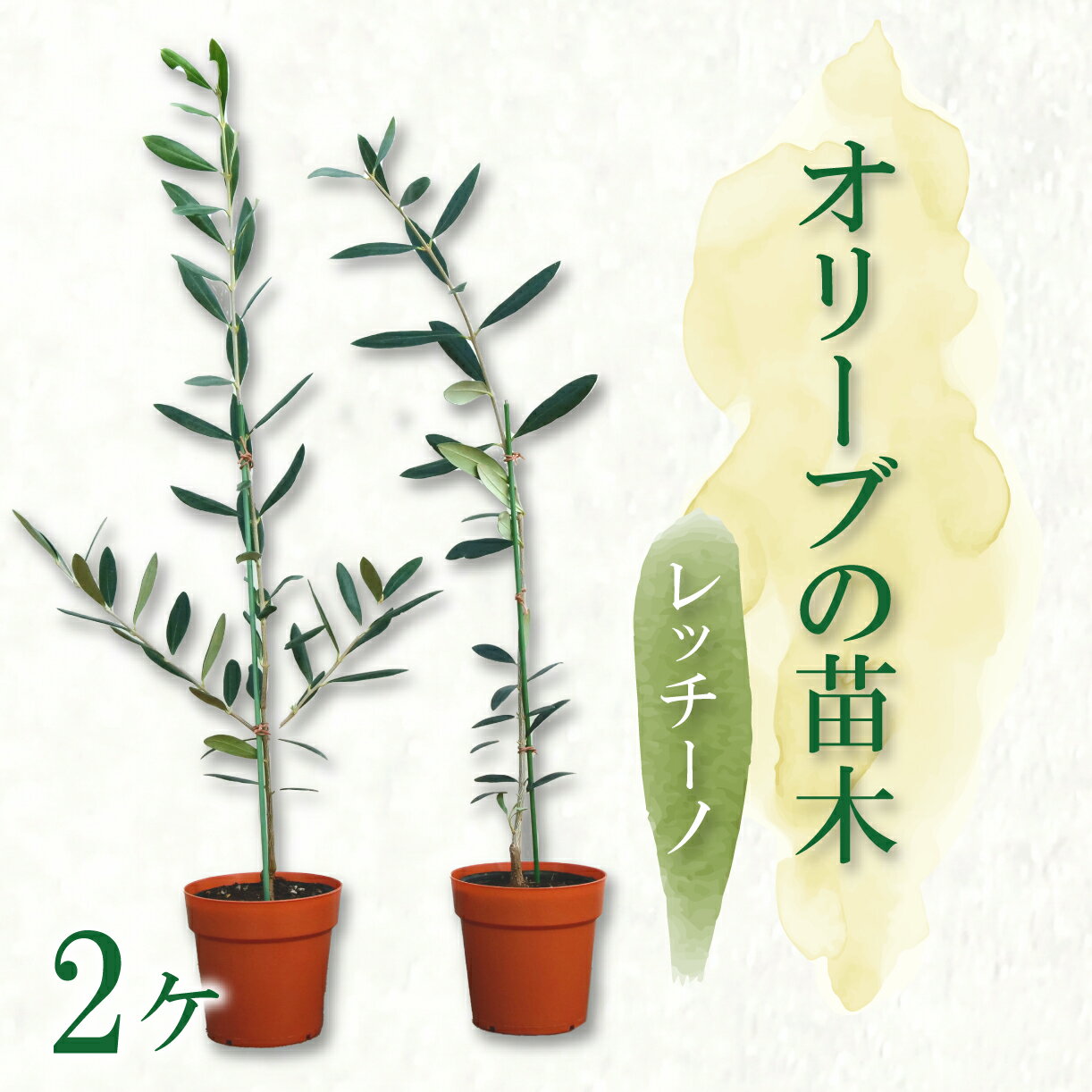 【ふるさと納税】 オリーブ苗木2本セット レッチーノ