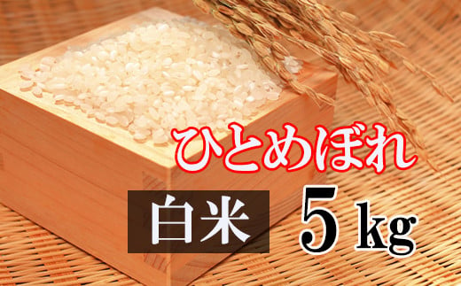 
            【2024年11月発送開始】 令和6年産 新米 ひとめぼれ 精米 5kg ／  白米 産地直送 岩手県産 【かきのうえ】
          