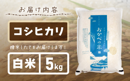 先行予約】令和7年産 愛情たっぷり健やかに育った もちもち 甘い コシヒカリ（白米）5kg【2025年9月下旬以降順次発送予定】 [m29-a018]