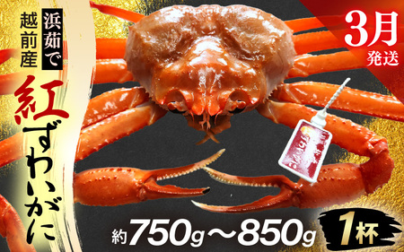 ≪浜茹で≫越前産 紅ずわいがに × 1杯（生で約750g～850g）【3月発送分】【紅ズワイガニ カニ かに 蟹】【紅ずわいがに】希望日指定不可 [e80-x002_03]