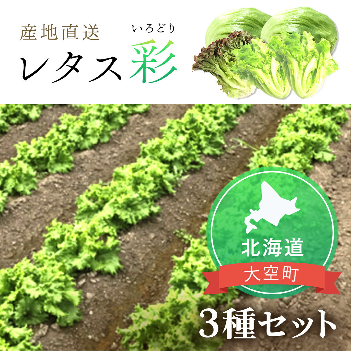 【ふるさと納税】 【先行予約】レタス彩（いろどり）3種セット（2025年9月より順次発送）【 ふるさと納税 人気 おすすめ ランキング レタス れたす サラダ 野菜 新鮮 結球 リーフレタス サニーレタス 葉野菜 北海道 大空町 送料無料 】 OSU003