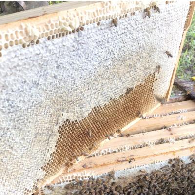 ふるさと納税 五霞町 【数量限定】山桜はちみつと春の田舎はちみつの3種ギフトセット 120g×3本 |  | 02