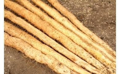 【ふるさと納税】 安田町産 粘りが自慢 掘りたて自然薯2kg 自然薯 2kg 国産 じねんじょ 山芋 山いも やまいも 野菜 健康 とろろ 芋 簡単 常温配送 夏バテ スタミナ 栄養 おかず 米 ご飯のおとも つけ汁 そば うどん 高知 安田町 JN-06