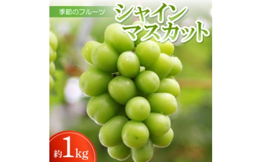 季節のフルーツ「シャインマスカット」約1kg(約250g×4パック入り)＜令和7年8～9月発送＞【1609806】