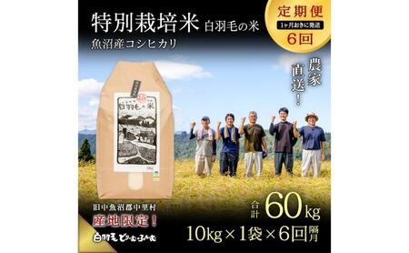 【通年受付】≪令和6年産　≫【定期便／1ヶ月おき全6回】農家直送！魚沼産コシヒカリ特別栽培「白羽毛の米」精米(10kg×1袋)×6回 60kg