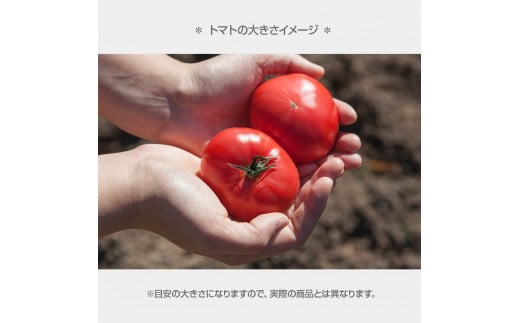 【先行予約】お徳用フルーツトマトＬサイズ 1.2kg・約15玉・Lサイズ〈2027年1月上旬～6月上旬〉 / 糖度8度以上 フルーツトマト ふるーつとまと とまと トマト 箱詰め 甘い 濃厚 高知県 
