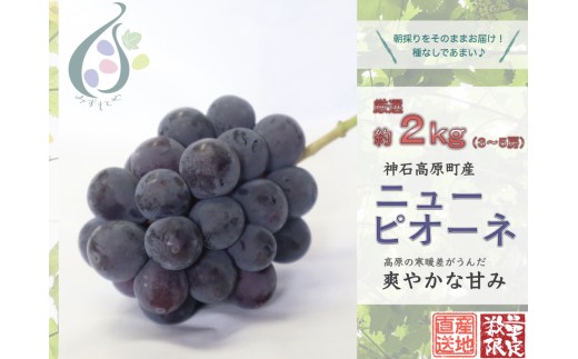 【令和8年発送分 / 先行予約】厳選ピオーネ　約2.0㎏  神石高原町産【みずもとや（田邉）】