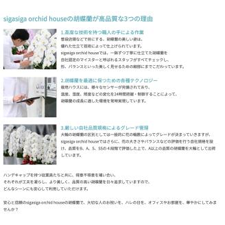 大輪胡蝶蘭 白 1本立ち　B-H06　綾羽株式会社