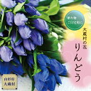 【ふるさと納税】大蔵村の花　りんどう