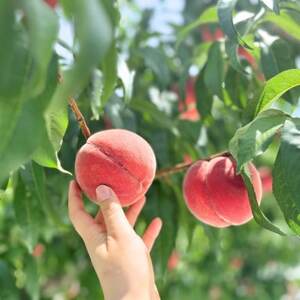 ◆2026年発送◆産地直送 桃の里よりお届け!旬の桃 5～8玉(約2kg)【配送不可地域：離島】【1678180】