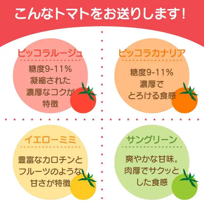 【2027年1月中旬-発送】ミニトマト 彩８ニ（イロハニ）約10種類 合計約1.4kg / トマト 夏野菜 野菜 旬 食べ比べ / 産地直送 安心 安全 彩り / 南島原市 / 植木農園 [SBL00