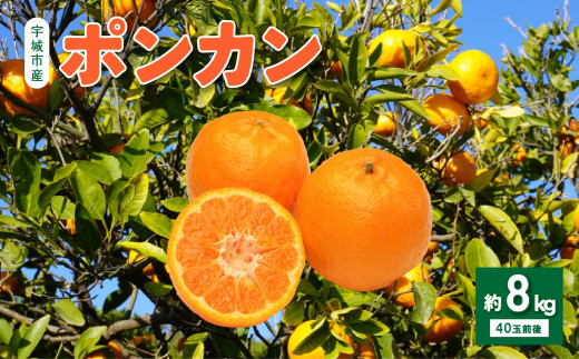 ポンカン 約8kg (40玉前後) 【2027年1月上旬から2月上旬発送予定】フルーツ 果物 くだもの 熊本県産 九州産 国産 送料無料 ひでみかん