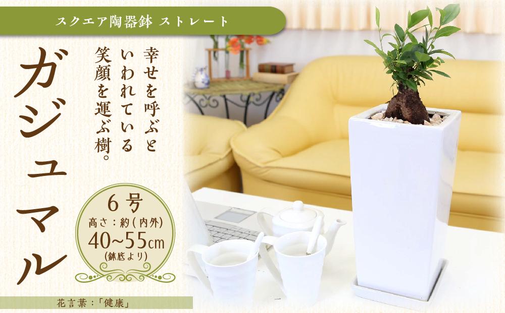 【観葉植物】幸せを見守る樹 ガジュマル 6号 スクエア陶器鉢 ストレート 高さ:約40cm～55cm内外 ｜観葉植物 インテリア 部屋 おしゃれ 福岡県筑前町 送料無料