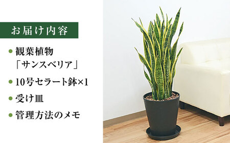 観葉植物  サンスベリア  ローレンティ 10号 ブラックセラート 鉢植え インテリア / 観葉 植物 インテリア おしゃれ プレゼント / 大村市 /琴花園[ACYK013]
