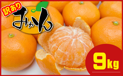 ≪ 訳あり ≫ 熊本県産 温州みかん 約 9kg + 約 0.5kg (補償分） | 果物 フルーツ くだもの みかん ミカン 温州ミカン 訳アリ 熊本県 玉名市