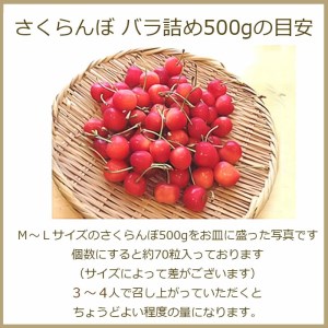 【2024年 令和6年先行予約】さくらんぼ 秀選佐藤錦（Lサイズ）バラ詰め 500g　株式会社 清川屋