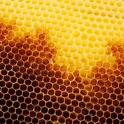 ふるさと納税 藍住町 徳島県藍住町産純粋はちみつ　1000g(箱入り) |  | 02