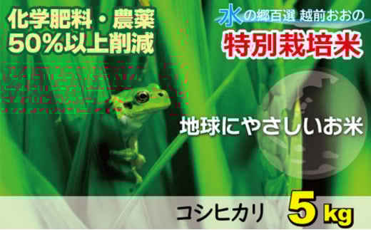 【先行予約】【令和7年産 新米】こしひかり（福井県大野市産）福井県特別栽培米 5kg【白米】