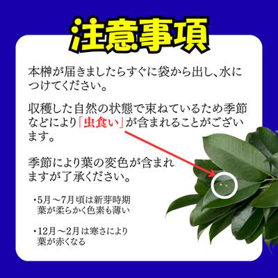 ふるさと納税 湖西市 静岡県産湖西市　出世榊　本榊　純国産　さかき1対(2束)※1日交換に間に合うように配送 |  | 02