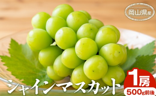 ぶどう 2026年 シャインマスカット 1房 500g前後 岡山県産