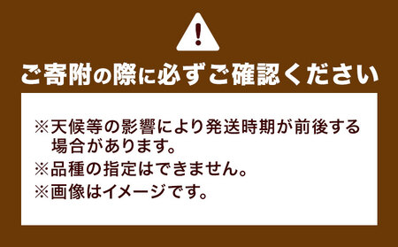 旬の野菜 定期便 計6回 旬の野菜 10品【養生市場】定期便 品種おまかせ ランダム 6ヶ月お届け 計6回 詰め合わせ セット 野菜 九州産 熊本県産《お申し込みの翌月から出荷》