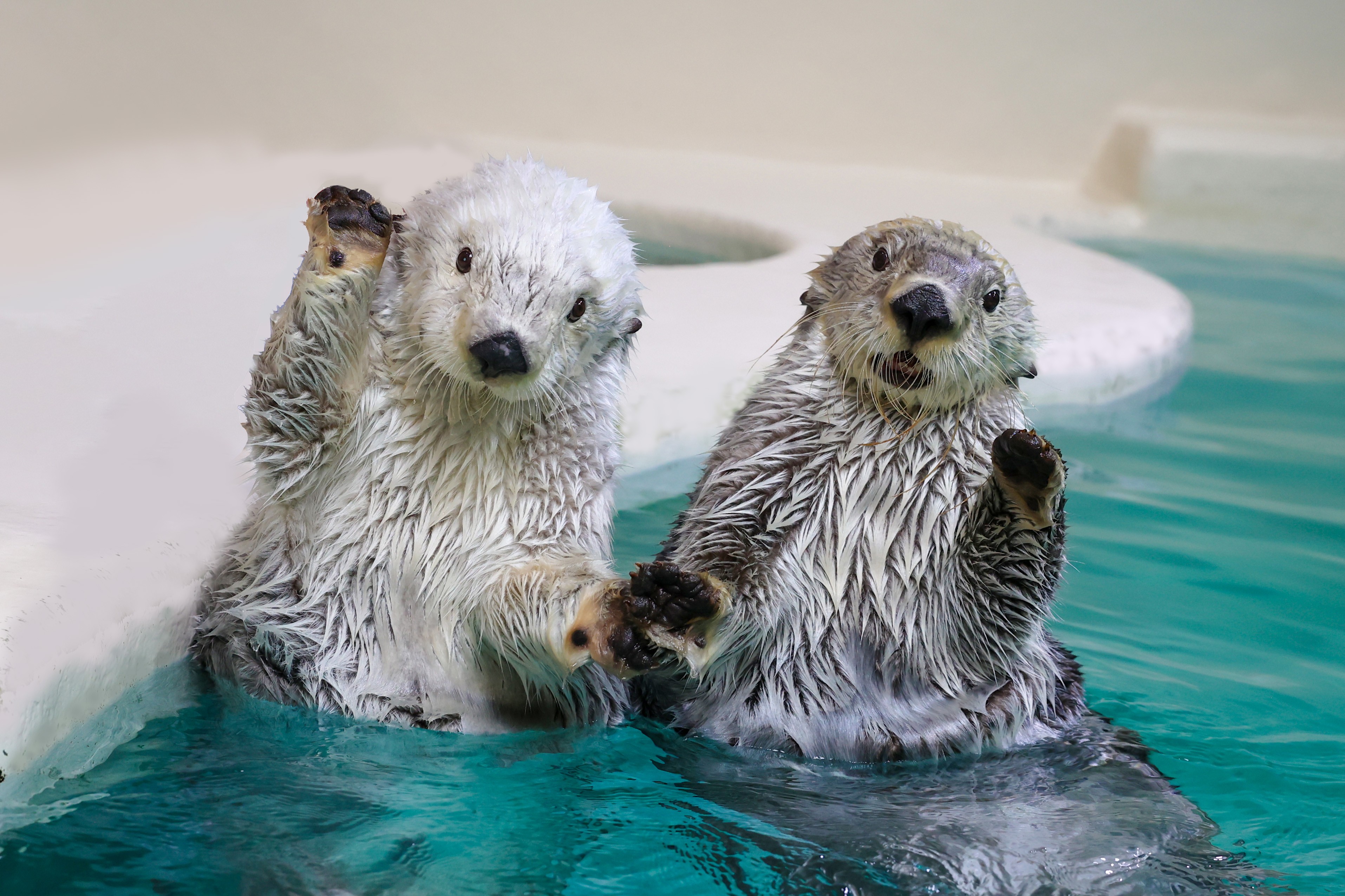 
17-05鳥羽水族館 年間パスポート 小人

