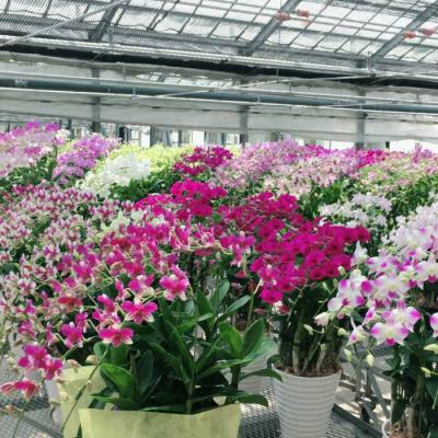 ふるさと納税 糸島市 【30セット限定】デンファレ(洋蘭)2本立ち《糸島》【和饗エコファーム株式会社】[AVI005] |  | 03