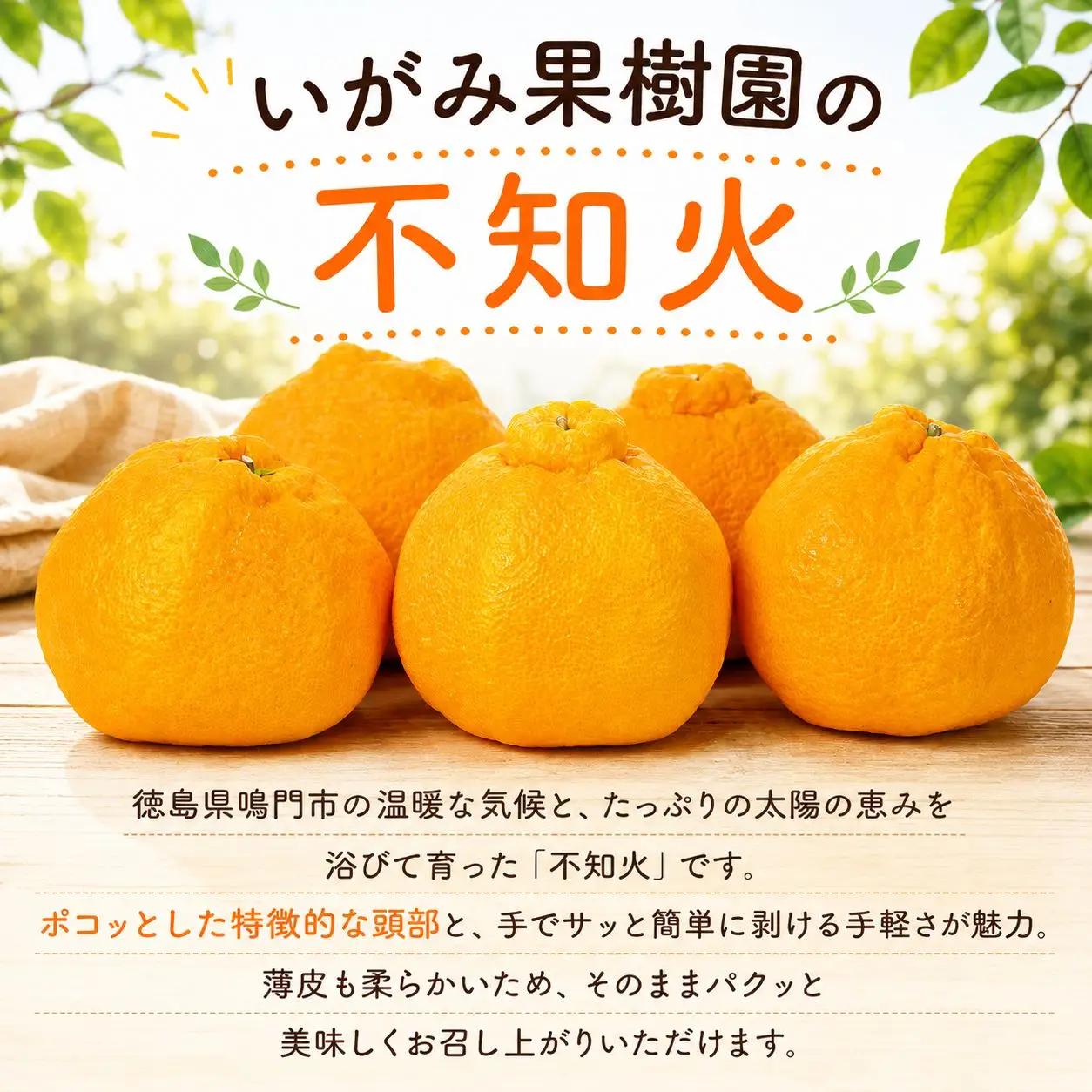 不知火 約5kg みかん しらぬい デコポン 秀品 