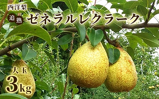 
                  【先行予約】 ゼネラルレクラーク 3kg 洋梨 先行予約 梨 果物 くだもの フルーツ 食後 デザート 香り豊か 甘味が強い 程よい酸味 タルト コンポート ギフト 贈り物 お取り寄せ ふるさと納税 宮城県 白石 白石市【1211002】
                