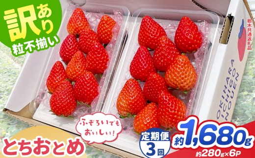 【先行予約】【定期3回】訳あり とちおとめ 約 280g × 6P ｜【栃木県共通返礼品】いちご イチゴ 苺 訳あり 不揃い 粒  フルーツ  果物  ふるさと納税 いちご 栃木県 那珂川町 送料無料