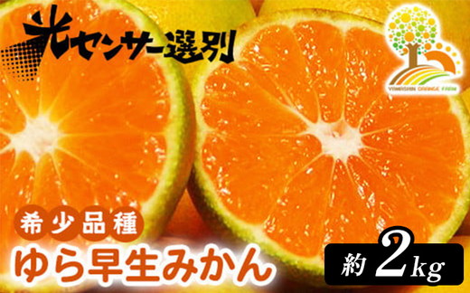 ゆら早生 みかん 濃厚な味わい 約2kg 希少品種《有機質肥料100％》極早生 ｜ 由良 ゆら 早生 わせ 柑橘 果物 くだもの フルーツ 和歌山 有田 ※2025年10月上旬～11月中旬頃に順次発送予定 ※北海道・沖縄・離島への配送不可