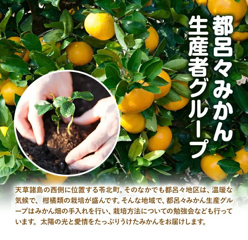 【先行予約】みかん 極早生みかん 夢っ子 10kg 