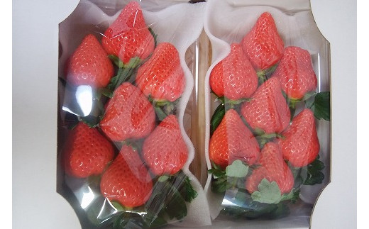 【2025年12月より順次発送】高級いちご「おおきみ」　約300g×2P　計600g★青谷ふぁーむ[F4134]