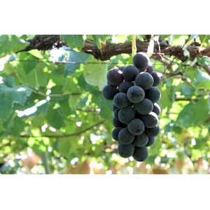 ◆先行受付◆産地直送 山梨名産!種なし巨峰 3～4房(計1.5kg)【配送不可地域：離島】【1644827】