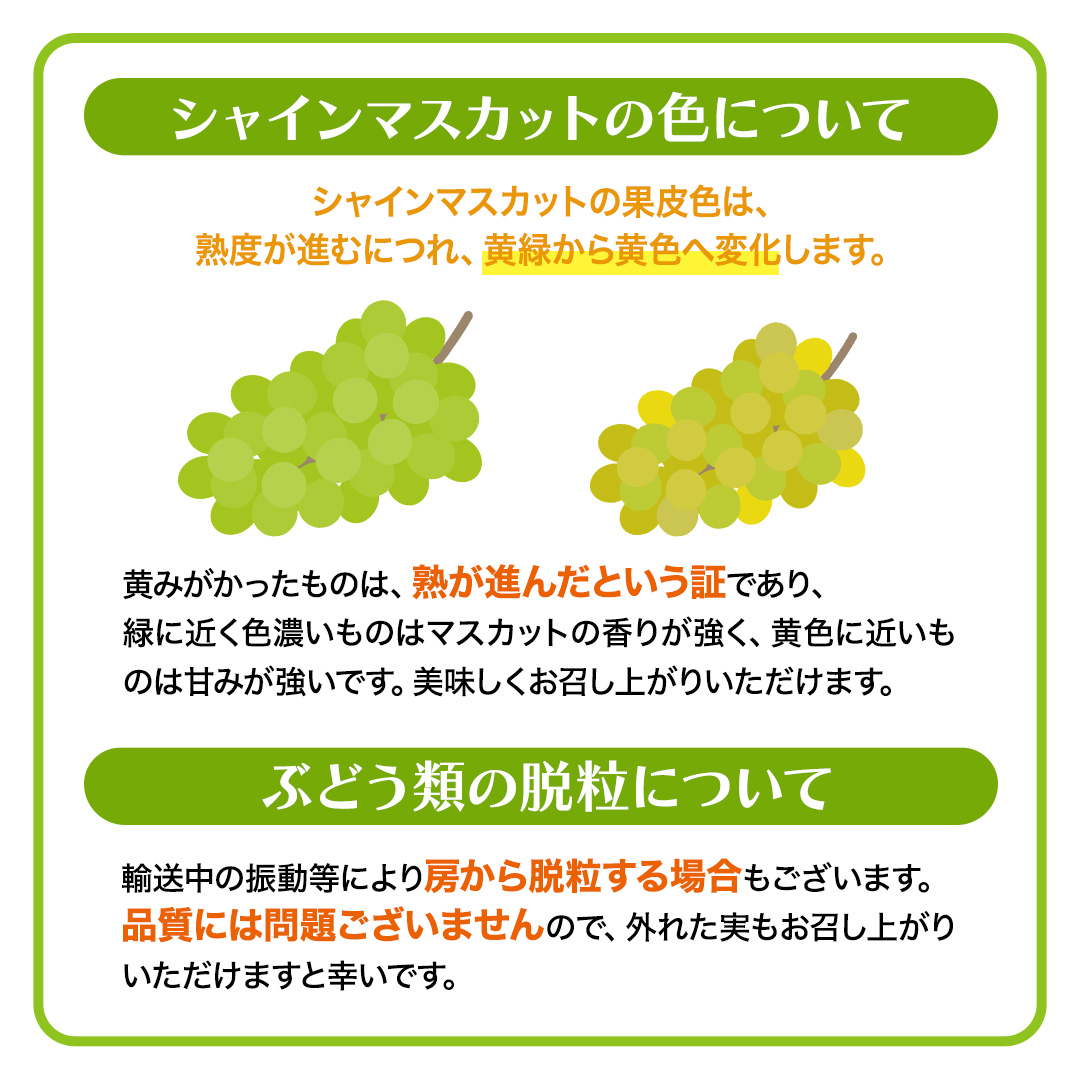 ≪ 種なし ≫ シャインマスカット ・ おまかせ黒ぶどう ・ 秋月 約 1.8kg [よくばりBOX] (茨城県共通返礼品:かすみがうら市) 2026年 マスカット ぶどう 葡萄 ブドウ フルーツ 果