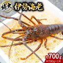 【ふるさと納税】 伊勢海老 特大 約700g 約700g×1尾 伊勢えび 伊勢エビ いせえび イセエビ 海老 えび エビ 海鮮 海産物 海の幸 おせち 高級 国産 海鮮 ギフト 【11月以降にお届け／要配送日指定】