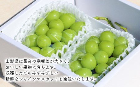 【先行受付 令和8年度発送】大房もぎたてシャインマスカット2房 1.4kg ギフト箱入り マスカット ぶどう ブドウ 葡萄 デザート フルーツ 果物 くだもの 果実 食品 山形県 FSY-0344