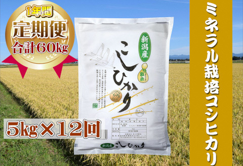 【新米】【12ヶ月定期便】ミネラル栽培こしひかり 5kg×12回 計60kg 白米 精米 井上米穀店 1I04133