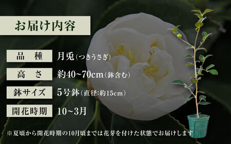椿 「月兎-つきうさぎ-」 5号鉢 苗木 / 植物 最新椿 花 苗 鉢植え / 稲沢市 / 椿園株式会社 [BMBI009]