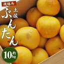 【ふるさと納税】【先行予約】訳あり 土佐文旦 約10kg（規格外 2L〜4Lサイズ）- 家庭用 期間限定 送料無料 果物 フルーツ 柑橘 高知県産 ぶんたん ブンタン ざぼん ザボン 季節限定 デザート 傷 お取り寄せ 産地直送 特産品 間城農園 高知県 香南市【常温】ms-0051