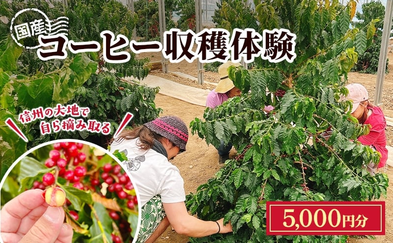 
                  信州の大地で、自ら摘み取る「国産コーヒー収穫体験1名様分」5,000円分 コーヒーチェリー 収穫 試飲 体験 信州 [№5312-1532]
                