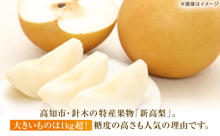 【先行予約】 新高梨 約3kg（4～5玉） 〈2025年9月20日～10月末発送〉 / 高知 針木 新高梨 梨 和梨 果物 フルーツ デザート 【川渕果樹園】 [ATHX002]