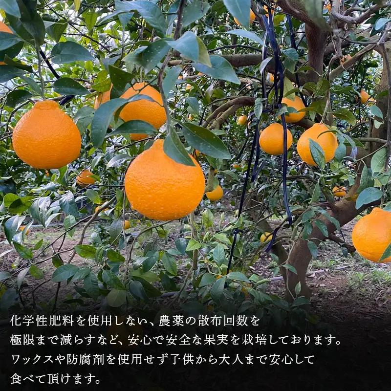 『先行予約』【令和9年2月中旬より順次発送】唐津産 不知火(琥珀) 約5kg(約16～20玉)