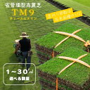 【ふるさと納税】【先行予約】芝生(省管理型コウライ芝　TM9ティーエムナイン)セット　選べる数量 | 植物 プラント 人気 おすすめ 送料無料