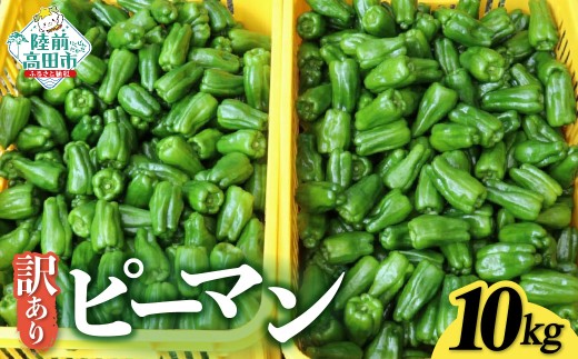 訳あり 規格外 ピーマン 約10kg 【 不揃い 産地直送 新鮮 料理 野菜 大容量 岩手県 陸前高田市 Farm Koganeyama 】 RT2724